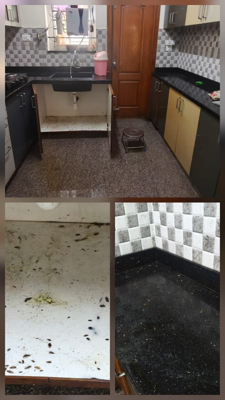 Before after pest control result Bangalore