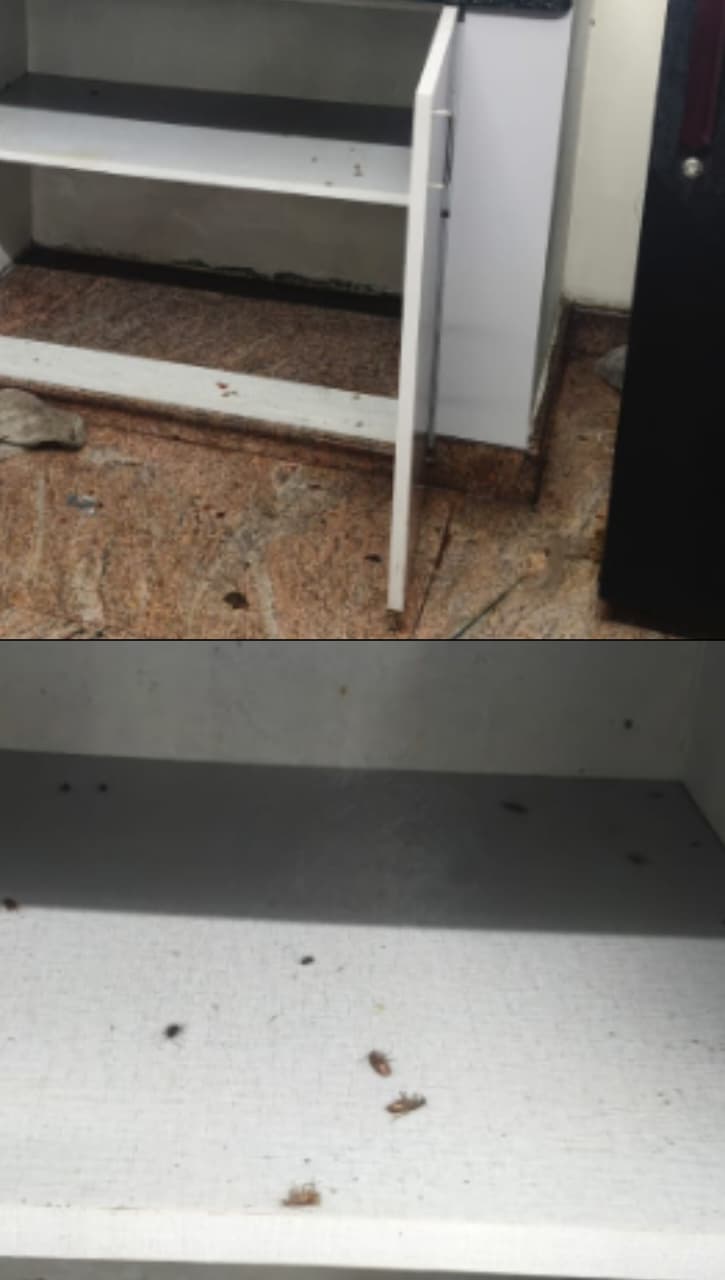 Before after pest control result Bangalore
