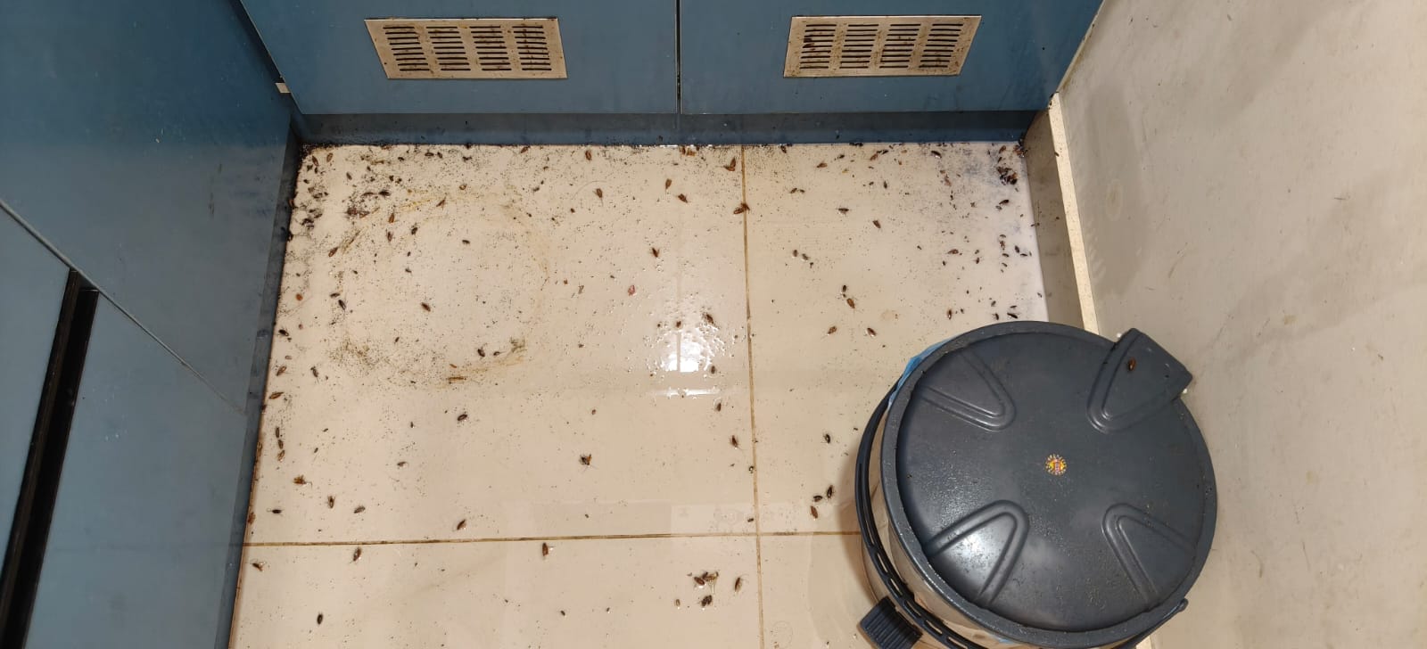 Pest treatment before after results Bangalore