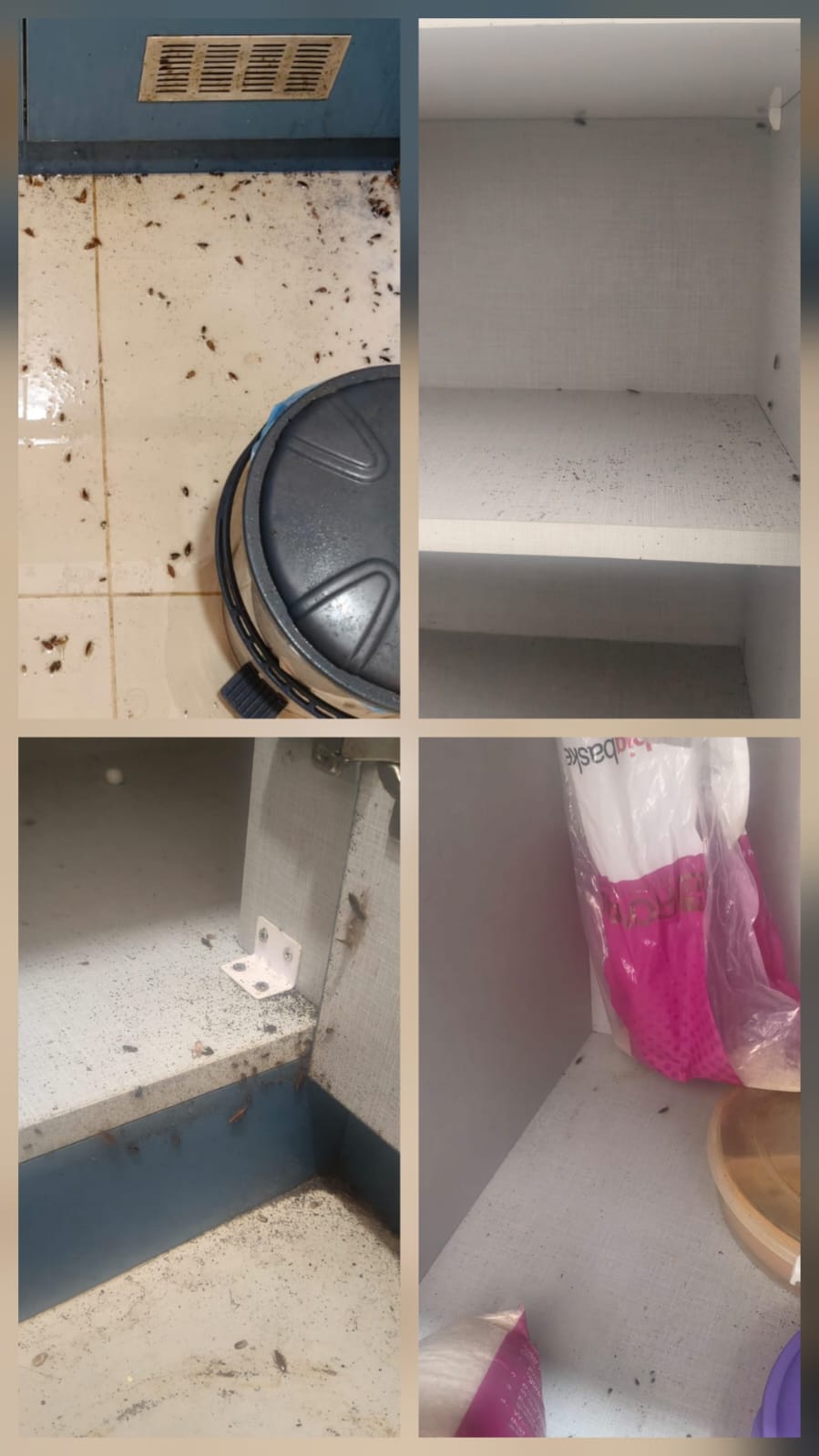 Before after pest control treatment outcome Bangalore