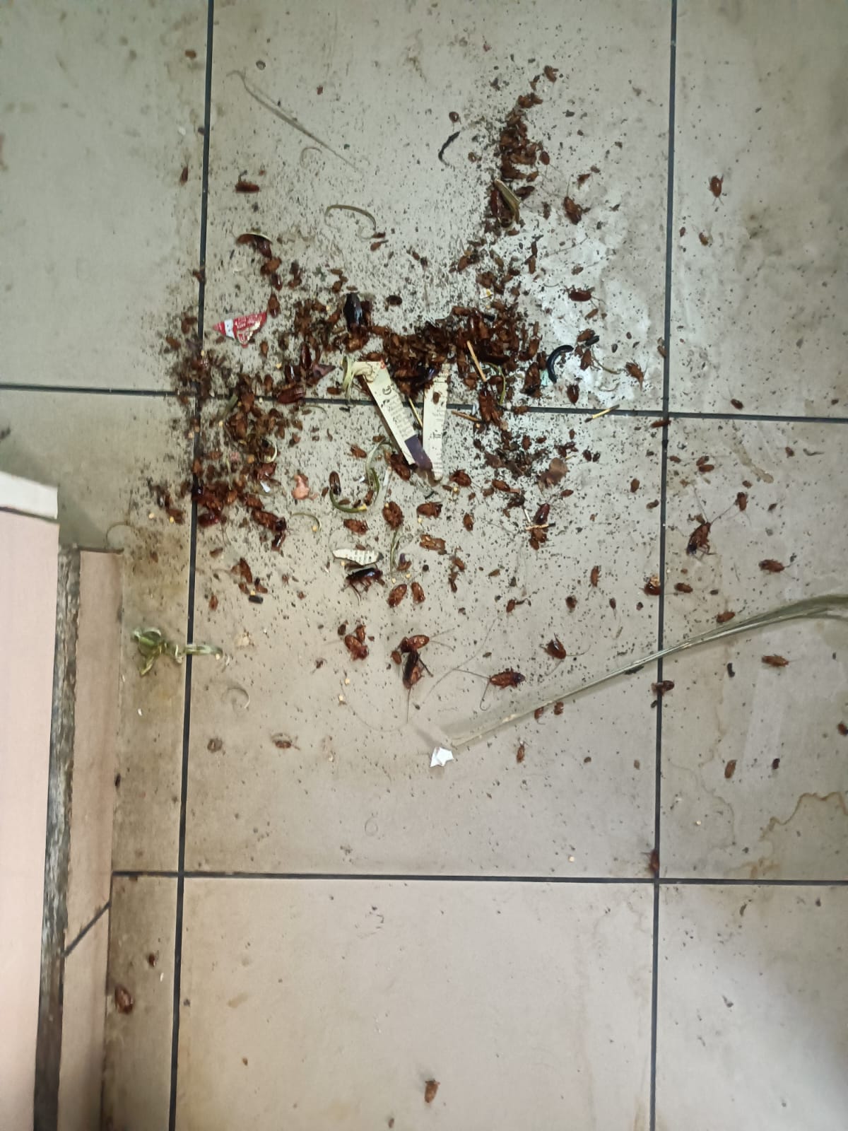 Before after pest control treatment Bangalore