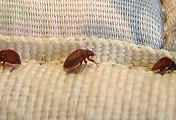 Professional Bed Bug Treatment in Bangalore