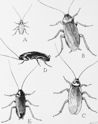 Cockroach Control Bangalore: Prevention Tips & Services