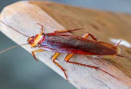 Cockroach Control Bangalore: Targeted German Roach Solutions