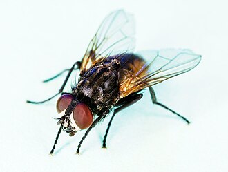 Flies Control Bangalore