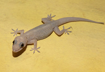 Lizard Control Bangalore