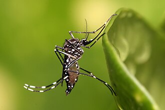 Safe Mosquito Control: Spraying and Fogging Tips
