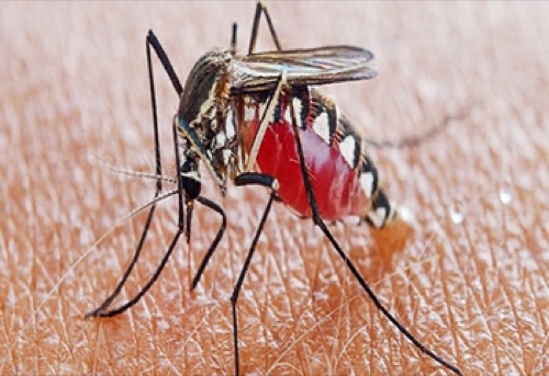 Dengue Mosquito Prevention Methods