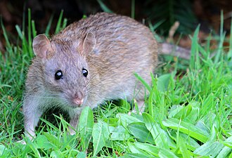 Rodent Control Bangalore