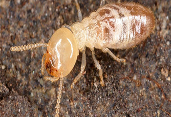 Anti Termite Control Bangalore