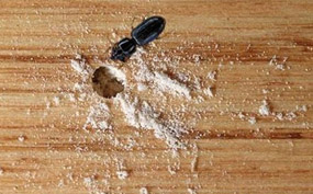 Wood Borer Treatment Bangalore